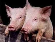 В России может погибнуть все поголовье свиней