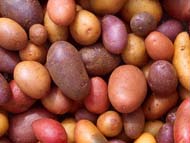 Нам необходимо  активизировать экспорт  картофеля