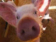 Подмосковью угрожает  чума свиней?