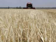 По регионам России прошлась засуха: урожая не будет?
