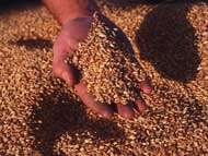 Ливни в южных регионах России привели к росту цен на зерно