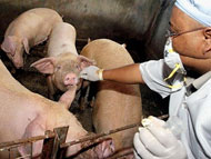 Опасный вирус спровоцировали сами свиноводы?