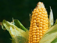 Кукуруза поможет снизить уровень радиации