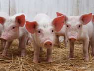 Защитите от импортной свинины