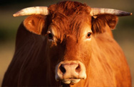 Сайт знакомств для быков и телочек