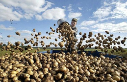 Зараженной европейской картошке отказали в «визе»