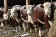 Утверждены субсидии мясному скотоводству