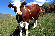 Поголовье коров в России снижается
