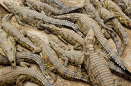 Крокодилья и тараканья фермы в Китае лишились своих питомцев