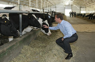 Производители молока обратились к Медведеву