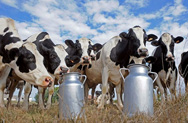 Государство продолжит субсидировать молочников