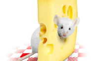 Сыр борется с диабетом