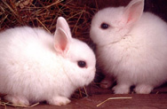 Кролики зимой