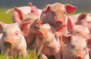 Эмбарго на польскую свинину не отразится на российском рынке