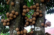 Филиппинское дерево ханга состоит из… нефти