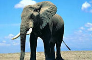 Слоны слышат друг друга за 30 километров