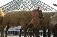 Овцы… в Лувре!