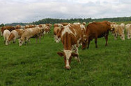 На развитие мясного скотоводства