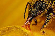Пчеловоды мира пытаются разгадать тайну исчезновения пчел