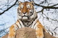 Побег тигра Кузи в Китай