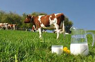 Молочных коров - под нож