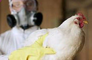 Открыты три новых штамма вируса птичьего гриппа
