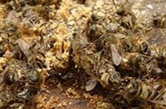 Французские пчелы мрут от пестицидов