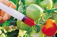 За повторное сокрытие ГМО могут ввести уголовное наказание