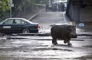 Грузинский Патриарх считает, что зоопарк в Тбилиси пострадал, потому что был основан за счет колоколов храмов