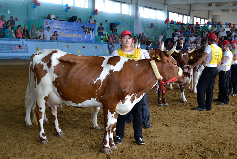 «Русское молоко» на главной выставке племенного животноводства Подмосковья