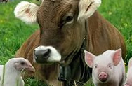 Молочное животноводство Латвии переживает худший кризис за 13-15 лет