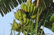 Мексиканские бананы как примета дня