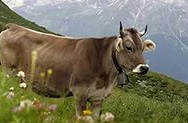 Коровы затоптали туристку в Швейцарских Альпах