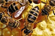 О пчелах, ульях и меде