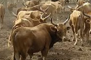 Эстонские фермеры вынуждены забивать коров