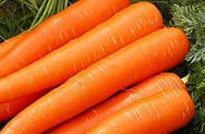 Морковкины страдания